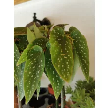 Bambusz begónia - Begonia corllina Tamaya