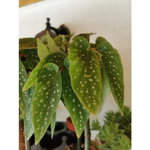 Bambusz begónia - Begonia corllina Tamaya