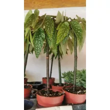 Bambusz begónia - Begonia corllina Tamaya