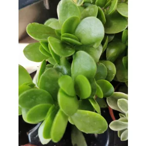 Crassula sp. 1