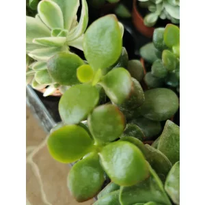 Crassula sp. 2