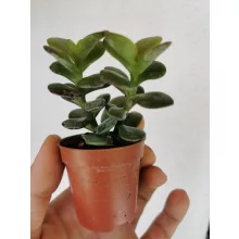 Crassula sp. 2