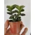 Crassula sp. 2