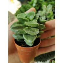 Crassula sp. 3