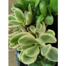 Crassula swaziensis Variegata