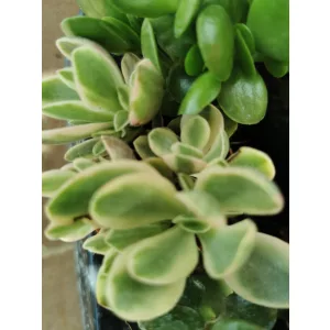Crassula swaziensis Variegata