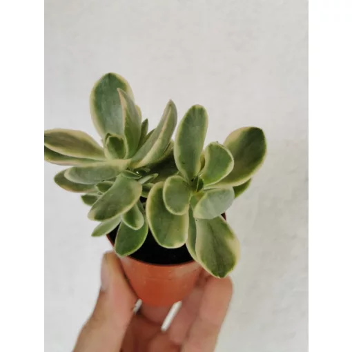 Crassula swaziensis Variegata