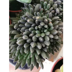 Crassula yunnanensis