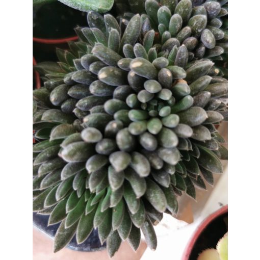 Crassula yunnanensis