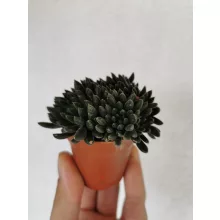 Crassula yunnanensis