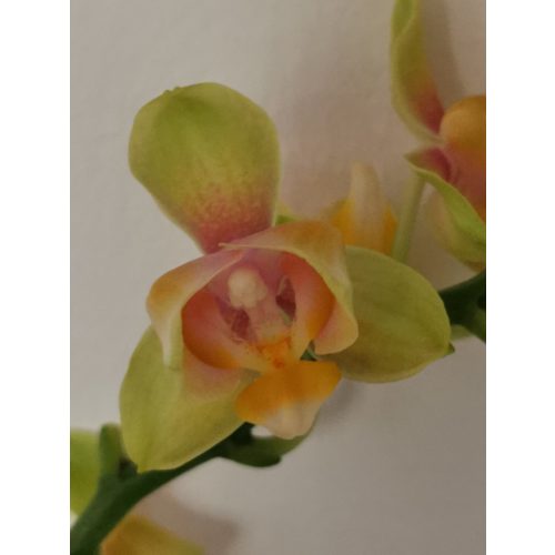 Phalaenopsis - peroric yellow