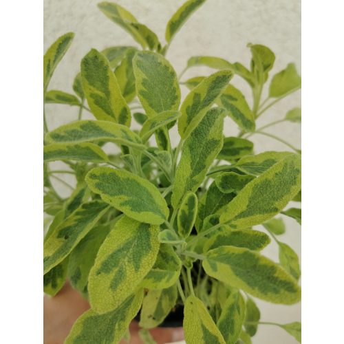 Orvosis zsálya - Salvia officinalis 'Goldblatt'