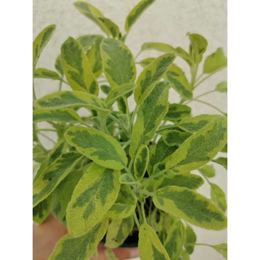 Orvosis zsálya - Salvia officinalis 