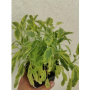 Orvosis zsálya - Salvia officinalis 'Goldblatt'