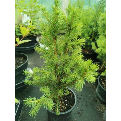 Cukorsüvegfenyő - Picea glauca Conica