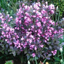 Weigela florida Purpurea Nana - Rózsalonc