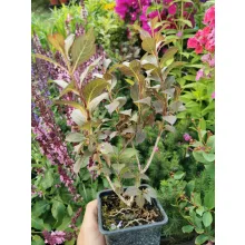 Weigela florida Purpurea Nana - Rózsalonc