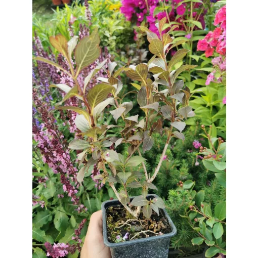 Weigela florida Purpurea Nana - Rózsalonc