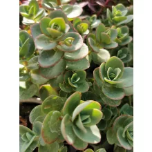 Himalájai varjúháj - Sedum ewersii