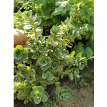 Himalájai varjúháj - Sedum ewersii