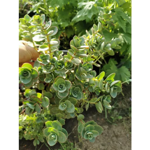 Himalájai varjúháj - Sedum ewersii