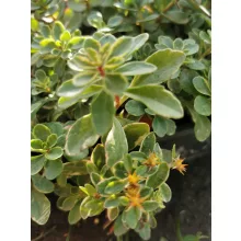 Sedum kamtschaticum Variegatum - Kamcsatkai varjúháj