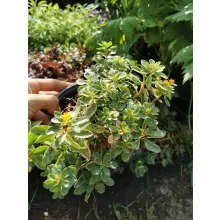Sedum kamtschaticum Variegatum - Kamcsatkai varjúháj