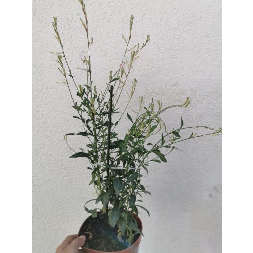 Gaura lindheimerii Alba - Díszgyertya