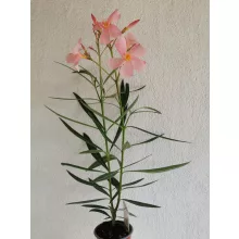 Leander Szimpla Barack