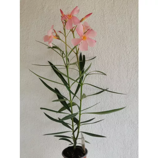 Leander Szimpla Barack