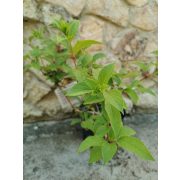 Bugás hortenzia - Hydrangea paniculata 'Vanille Fraise'