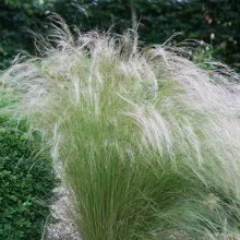 Stipa tenuissima - Árvalányhaj