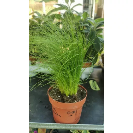 Stipa tenuissima - Árvalányhaj
