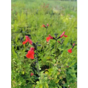 Salvia greggii Red - Őszi zsálya