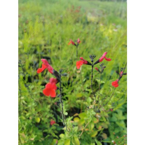 Csecsemőzsálya - Salvia greigii 'Red'