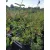 Salvia greggii Red - Őszi zsálya