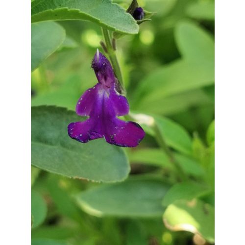 Csecsemőzsálya - Salvia greigii 'Purple'