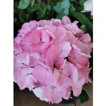 Kerti hortenzia - Hydrangea macrophylla Endless Summer Pink