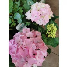Kerti hortenzia - Hydrangea macrophylla Endless Summer Pink