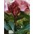 Kerti hortenzia - Hydrangea macrophylla Endless Summer Pink
