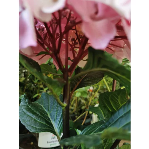 Kerti hortenzia - Hydrangea macrophylla Endless Summer Pink