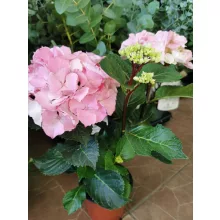 Kerti hortenzia - Hydrangea macrophylla Endless Summer Pink