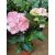 Kerti hortenzia - Hydrangea macrophylla Endless Summer Pink