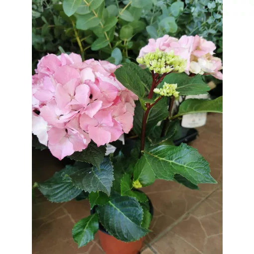 Kerti hortenzia - Hydrangea macrophylla Endless Summer Pink
