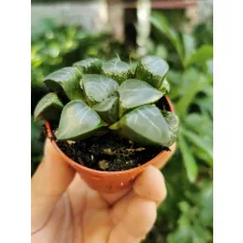 Haworthia cooperi 1