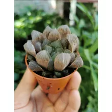 Haworthia cooperi 2