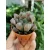 Haworthia cooperi 2