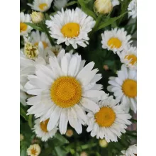 Fehér margaréta - Leucanthemum Maximum