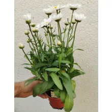 Fehér margaréta - Leucanthemum Maximum