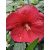 Mocsári hibiszkusz - Hibiscus moscheutos Holy Grail